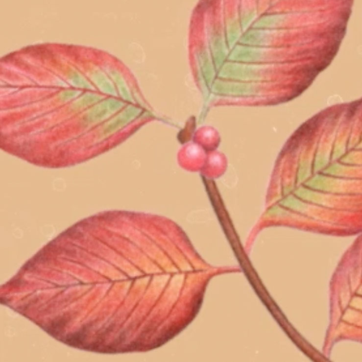 KOSEメトロビジョン「美人のヒミツ」Autumn ver